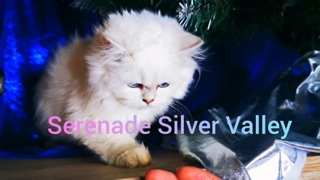 ❄️Пушинка❄️Длинношерстная кошечка котенок. Британская шиншилла из питомника SERENADE SILVER VALLEY смотреть онлайн