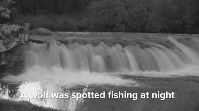 Holly and her Cub Fish Brooks Falls With An Abundance of Bears!| Best of Bear Cam смотреть онлайн