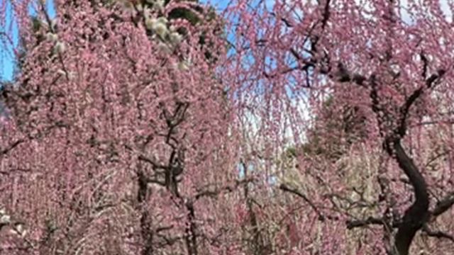 Rokudann by Recorder смотреть онлайн