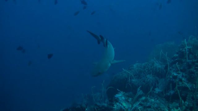 2011 5 2 Delsan Wreck in Tubbataha Reefs, Philippines смотреть онлайн