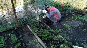 Ежевика в Башкирии | Шпалера для ежевики