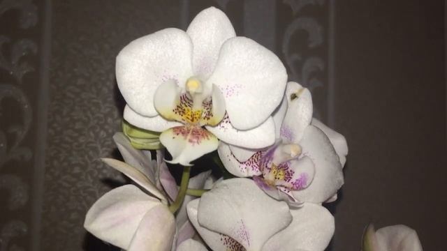 Прибавление в коллекции. Орхидея Дарвин и не знамо кто))))))) смотреть онлайн