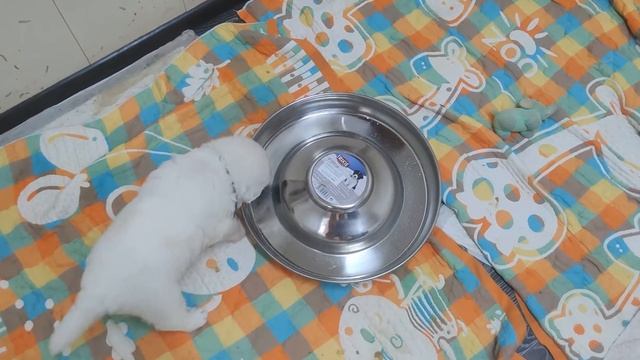 Пробуем Сомбреро или из Сомбреро. Новая миска удобно или нет?