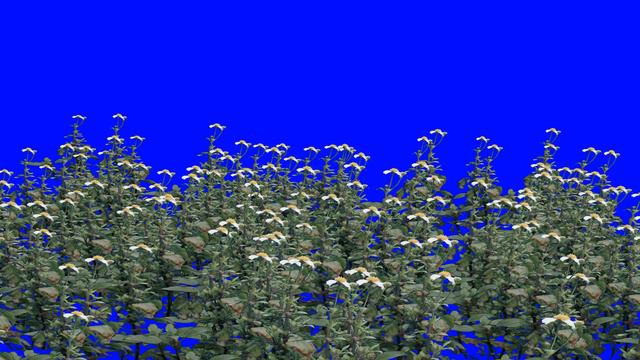 Spring Flowers | Bidens Pilosa Blue Screen Video смотреть онлайн