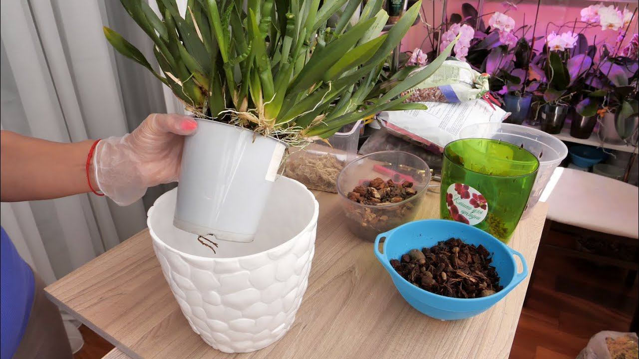 Пересадка орхидеи в горшок с АВТОПОЛИВОМ. смотреть онлайн