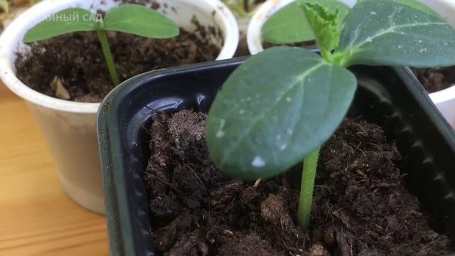 Всего Пару Капель На Литр и Рассада Будет ТОЛСТЫМ КРЕПЫШОМ! смотреть онлайн