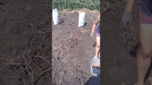 Копаємо картоплю сорт Ласунка.