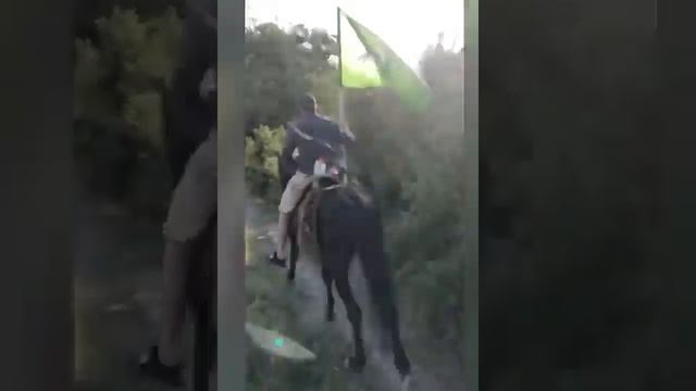 Тракененский жеребец по кличке Музыкант смотреть онлайн