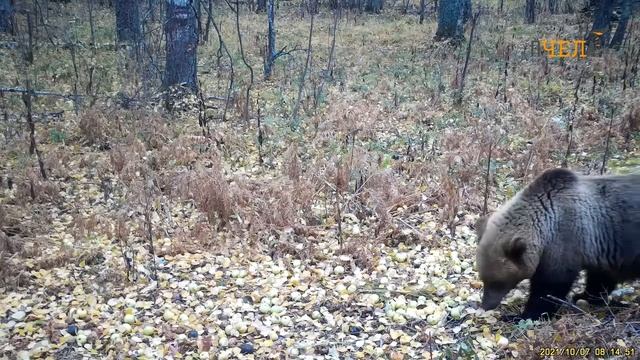В нацпарке Таганай сняли на видео трапезу семейства бурых медведей смотреть онлайн