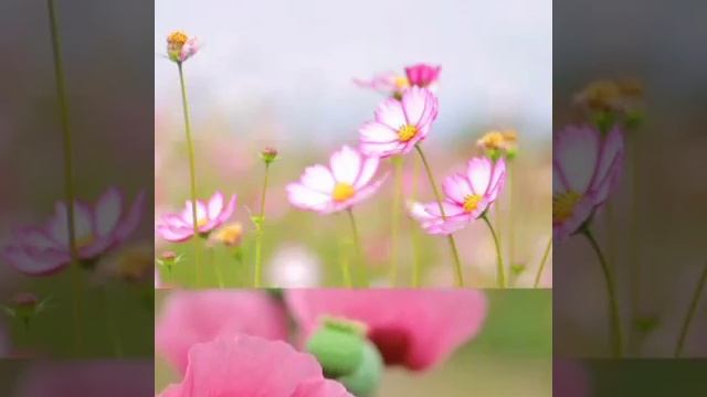 Цветы под музыку Шри Чинмоя, Arthada&Friends-He param pita tomar swapaner смотреть онлайн