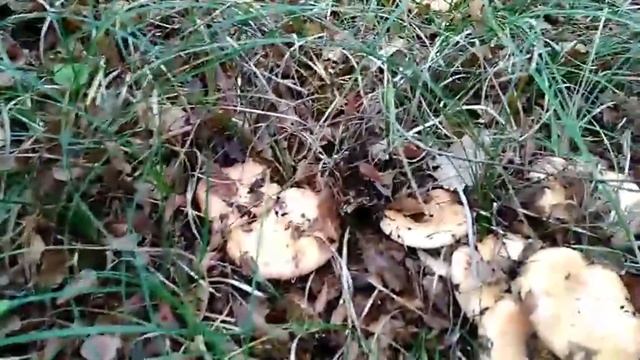 В поход за Царскими грибами. Крым. Инкерман 17.11.2017 смотреть онлайн