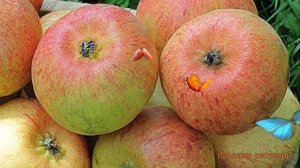 Яблоня обыкновенная Коробовка (malus korobovka) ? обзор: как сажать, саженцы яблони Коробовка