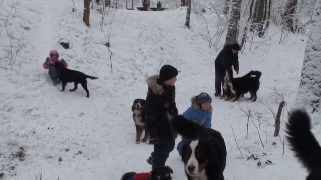 Совет в Филях эпизод 8 - собаки и дети смотреть онлайн