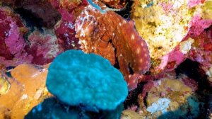 Вlue hole. Голубая дыра красного моря. Дахаб. Незабываемое погружение