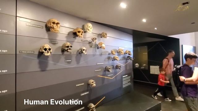 National History Museum London | Museum In UK | National Science Museum | Dinosaur Dippy Returns