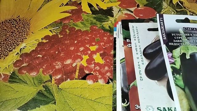 Разбор семян баклажан 🍆 Что выбираю для себя))) сорта и гибриды на 2024🍆 смотреть онлайн