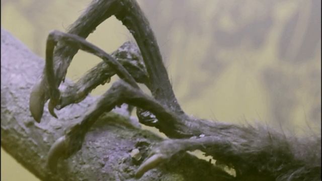 Мадагаскарская руконожка|Ай-Ай|Айё-Айё|Madagascar little arm|Ay-Ay|Ayyo-Ayyo смотреть онлайн