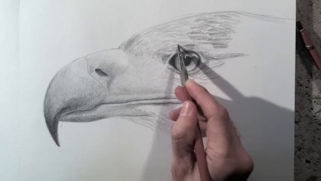 How to Draw Textures: Drawing a Realistic Eagle Head- Fine Art-Tips смотреть онлайн