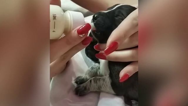 Она умоляла о помощи после рождения щенков смотреть онлайн