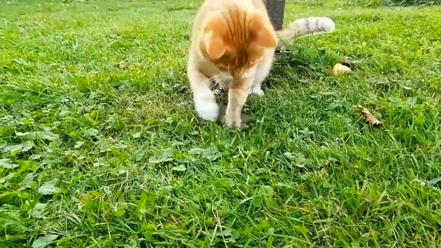 Кот поймал стрекозу смотреть онлайн