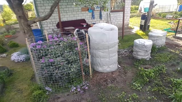 Рододендроны после зимовки . Rododendron . смотреть онлайн