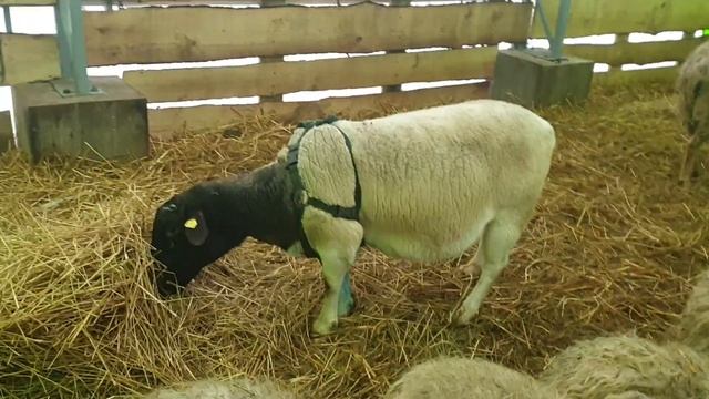 маркер для определения покрытых овец-удобно, практично и показательно ?