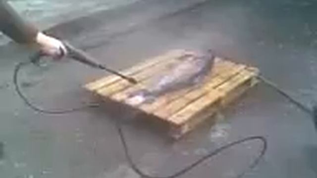 Вот как надо чистить рыбу!!! часть 1 смотреть онлайн