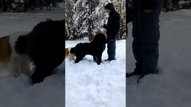 На прогулки Тибетский мастиф. Чёрная красотка смотреть онлайн