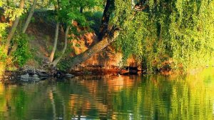 Футаж Деревья У Воды. Красивые Летние Пейзажи. Футажи Лето. Футажи для видеомонтажа. Видеофутажи