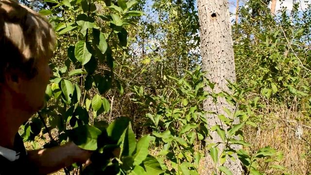 Пчелы после лета. Жизнь лесных пчел. смотреть онлайн