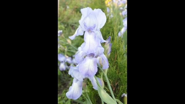 Ирис высокий бородатый Blue Shimmer смотреть онлайн