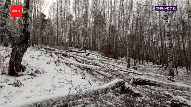Сотни деревьев вырублены на Торгашинском хребте смотреть онлайн