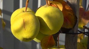 Груша ОЛИМПИК / Из серии азиатских груш "Наши" / Обзор на 22.09. и на 29.10.2022гг