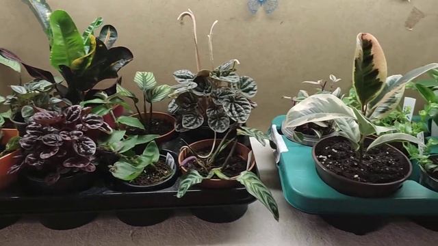 Готовлюсь перевозить растения на дачу). Один из способов перевозки. смотреть онлайн