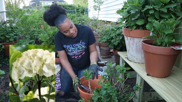 Dividing and Potting Up Hydrangeas In Containers | GARDENADDICTZ смотреть онлайн