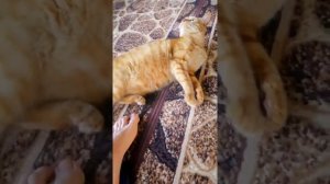 Нападение рыжего кота