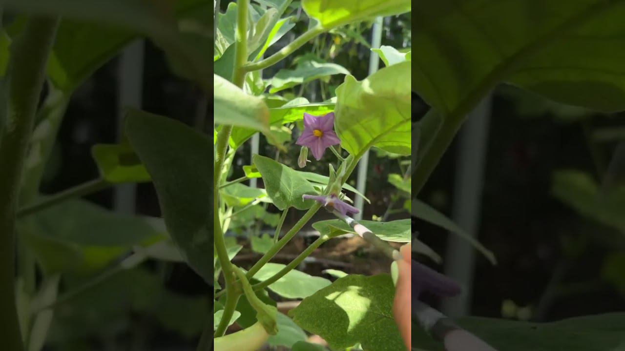 Опыляем баклажаны смотреть онлайн