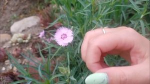 Гвоздика альпийская и Шабо из семян? #гвоздика
