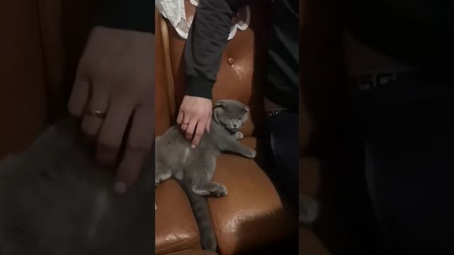 Шатландский вислоухий кот 4 месяца смотреть онлайн