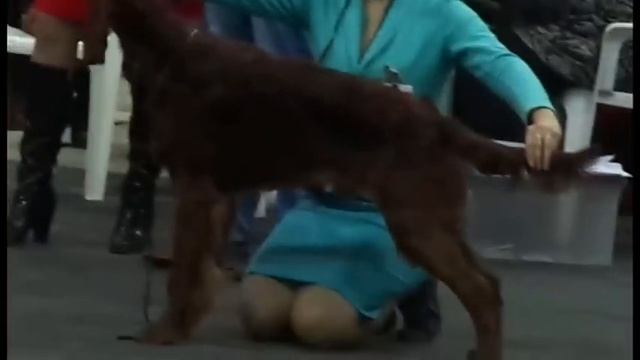 Ирландский сеттер охотничья собака смотреть онлайн