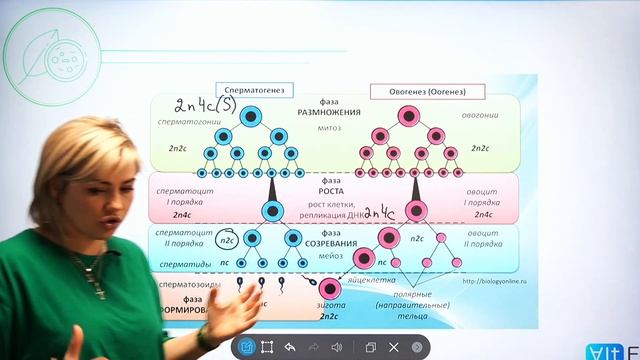 Образование Половых Клеток | ГАМЕТОГЕНЕЗ | Подготовка к ЕГЭ 2022 по БИОЛОГИИ смотреть онлайн