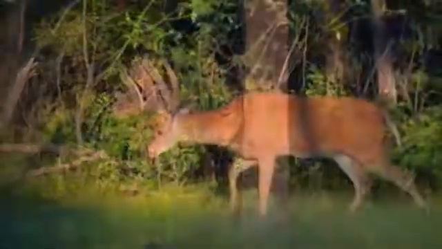 Archer's GOLD Big Game & Hunts-Trophy Whitetail Hunting Ranch Wisconsin смотреть онлайн