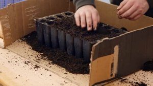 Как выращивать бобы Фава (широкие бобы и полевые бобы)