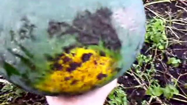 ARBUZ.wmv смотреть онлайн