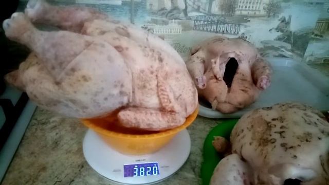 Итог выращивания бройлеров Росс 308