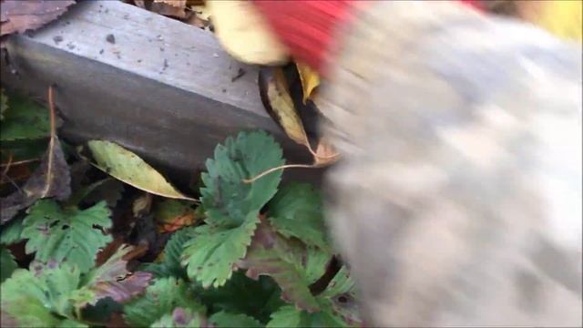 Утепляем клубнику на зиму