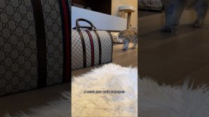 Пушистый влог Гуччи?