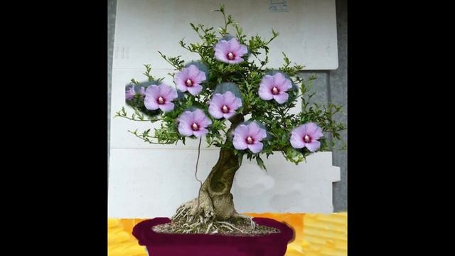 Hibiscus syriacus Bonsai - Rose of Sharon, Rose of Althea, Syrian Rose смотреть онлайн
