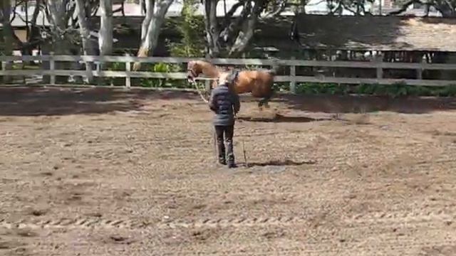 Horse Trainer Brigitte Scholl from Monarch Stables Warms Up смотреть онлайн