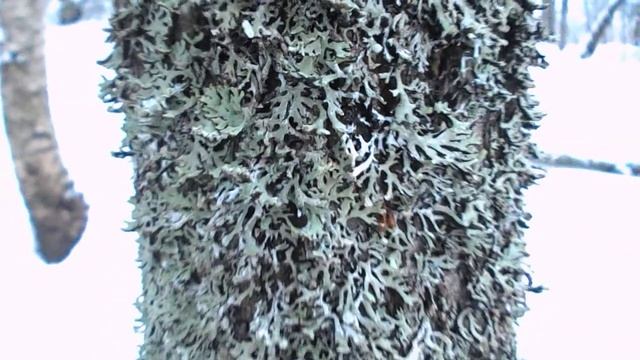 Мох! смотреть онлайн